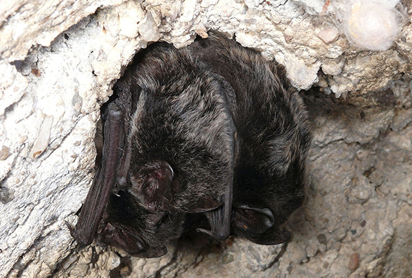  Mopsfledermaus (Barbastella barbastellus)